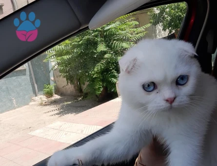 8 Aylık Mavi Gözlü Erkek Scotish Fold Kedimize Eş Arıyoruz