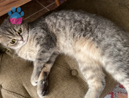 Kızıma eş arıyorum