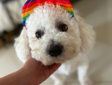 1.5 Yaşında Erkek Maltipoo Oğlumuza Gelin Arıyoruz - 118971895