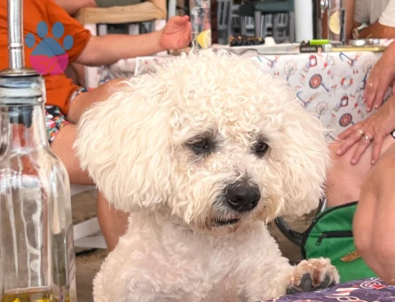 1.5 Yaşında Erkek Maltipoo Oğlumuza Gelin Arıyoruz