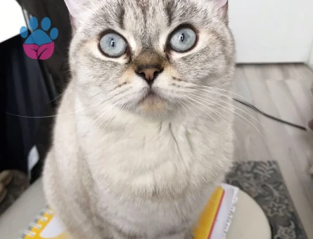 Lynuix point dişi kedime eş arıyorum