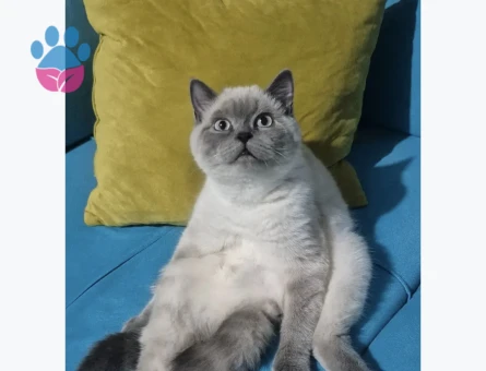 Oğlumuza eş arıyoruz