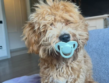 1 yaşında maltipo köpeğimize dişi arıyoruz - 118979889