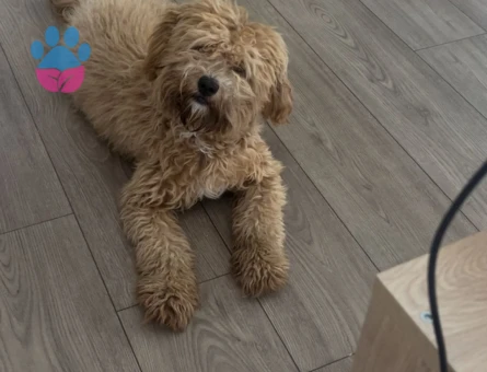 1 yaşında maltipo köpeğimize dişi arıyoruz