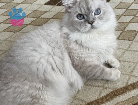 Oğlumuza eş arıyoruz