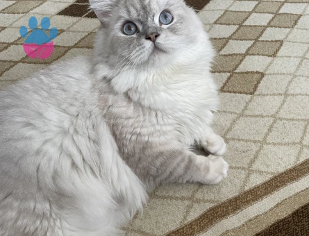 Oğlumuza eş arıyoruz