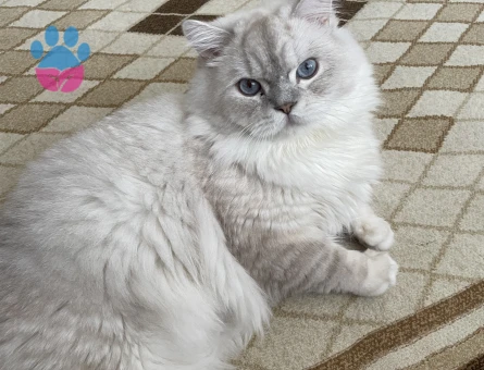 Oğlumuza eş arıyoruz