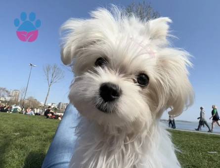 Pamuk tecrübeli oğluma eş arıyoruz