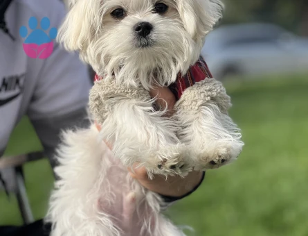 Pamuk tecrübeli oğluma eş arıyoruz