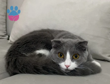 kızımıza eş adayı