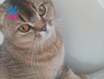 Eş aranıyor erkek sağlıklı.