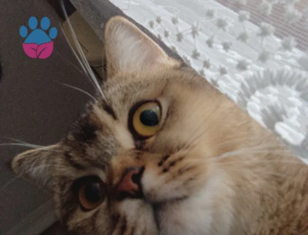 Eş aranıyor erkek sağlıklı.