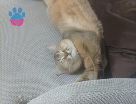 Eş aranıyor erkek sağlıklı.