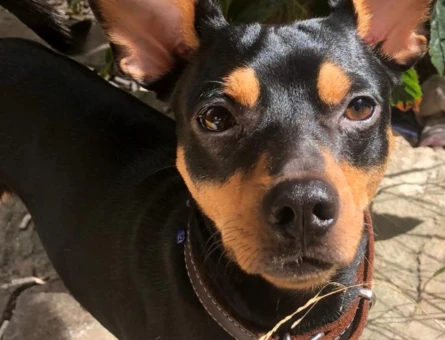 Minyatür Pinscher Eş arıyoruz - 118985197