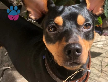 Minyatür Pinscher Eş arıyoruz - Görsel 3