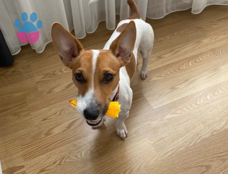 Jack Russel Oğlumuza eş arıyoruz - Görsel 2