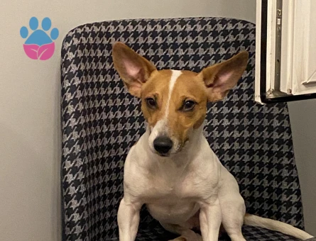 Jack Russel Oğlumuza eş arıyoruz - Görsel 4