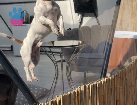 Jack Russel Oğlumuza eş arıyoruz - Görsel 3