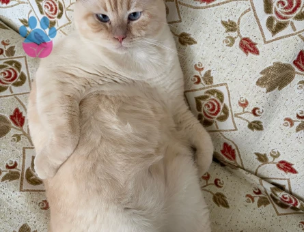British Shorthair Köpük Eş Arıyor - 118985199