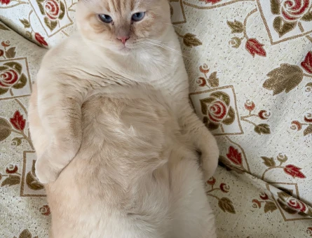 British Shorthair Köpük Eş Arıyor - 118985199