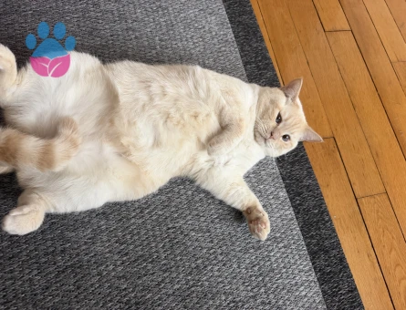 British Shorthair Köpük Eş Arıyor - Görsel 3