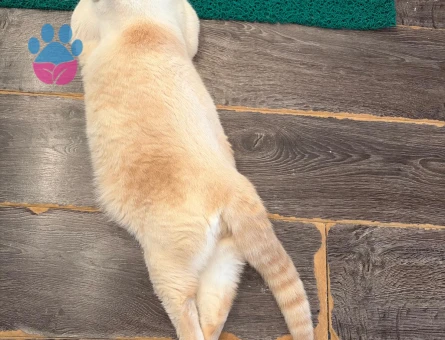British Shorthair Köpük Eş Arıyor - Görsel 4