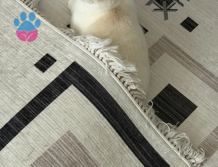 British Shorthair Köpük Eş Arıyor - Görsel 5
