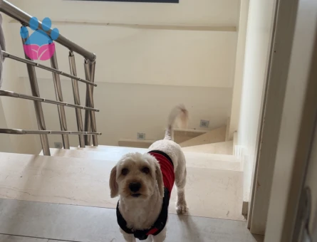Maltipoo köpek erkek - Görsel 2