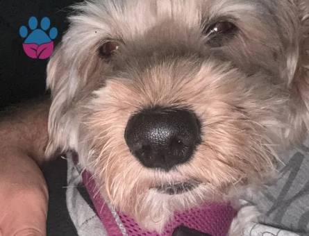 Maltipoo köpek erkek - Görsel 4