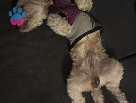 Maltipoo köpek erkek - Görsel 3