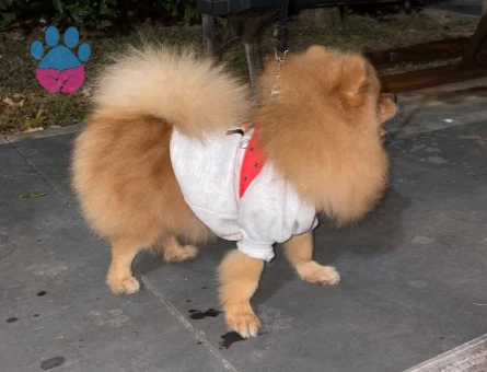 Pomerian Boo oğluşuma kız arıyorum - Görsel 4