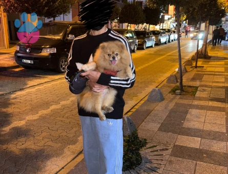 Pomerian Boo oğluşuma kız arıyorum - Görsel 3