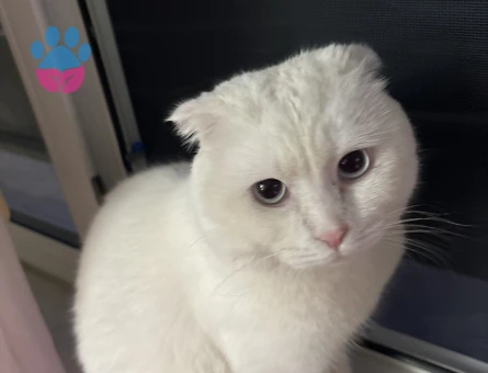Scottish Fold Erkek