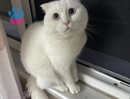 Scottish Fold Erkek