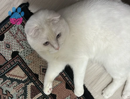 Scottish Fold Erkek