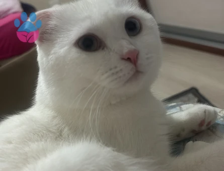 Scottish Fold Erkek