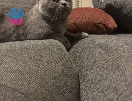 British Shorthair