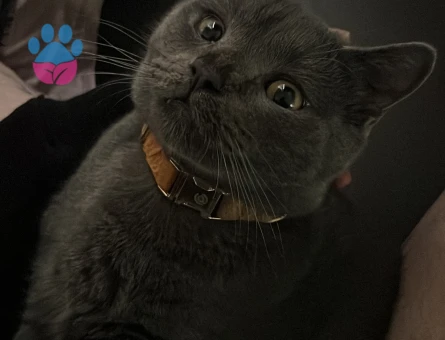 Oğluma Ares e eş eriyorum