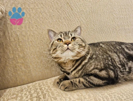 Tiger british kedime eş arıyoruz