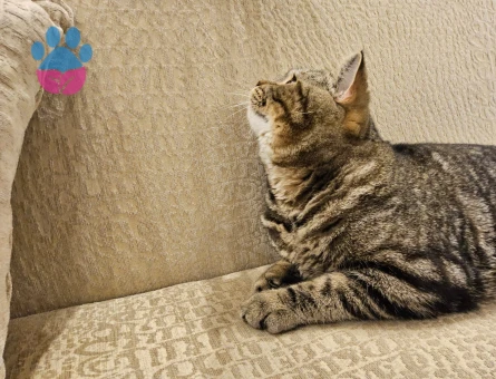 Tiger british kedime eş arıyoruz