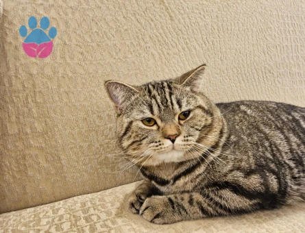 Tiger british kedime eş arıyoruz