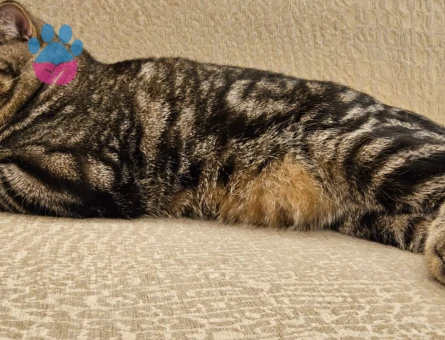 Tiger british kedime eş arıyoruz