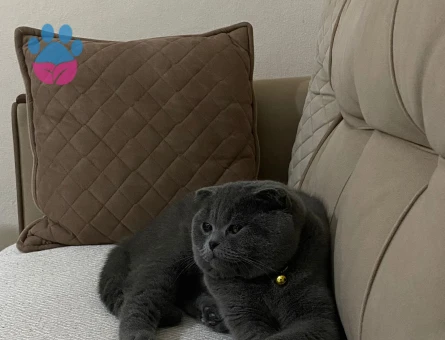 Scootisch Fold Erkek