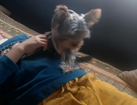 Erkek Yorkshire Terrier çift arıyoruz - 118972928