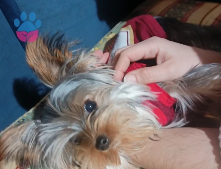 Erkek Yorkshire Terrier çift arıyoruz