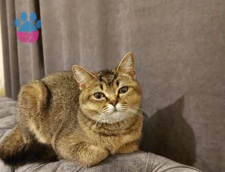 British shorthair kızıma damat arıyoruz