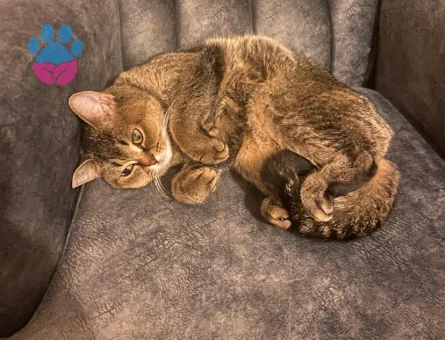 British shorthair kızıma damat arıyoruz