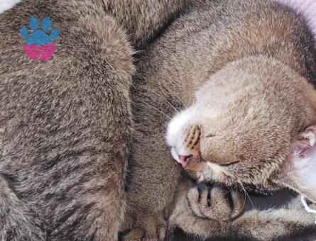 British shorthair kızıma damat arıyoruz