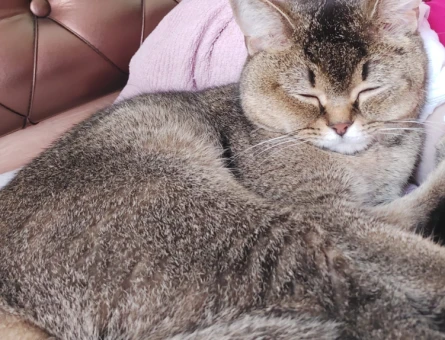 British shorthair kızıma damat arıyoruz - 118972929