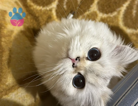 British longhair 1,5 Yaşında EŞ Arıyor